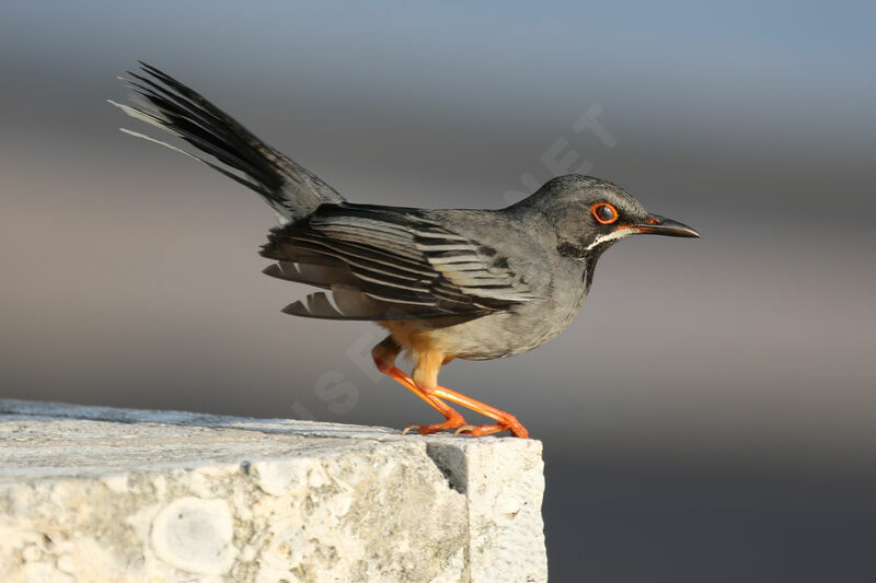 Red-legged Thrush