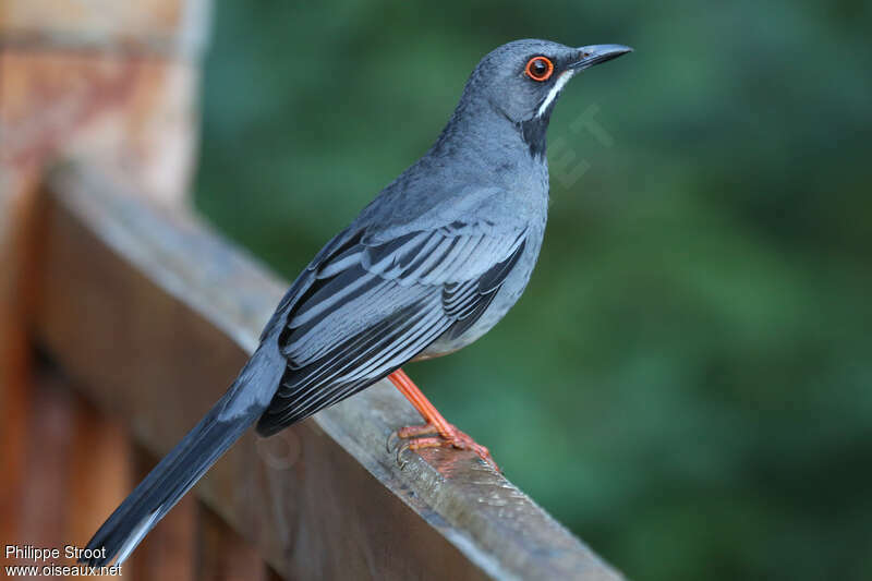 Red-legged Thrushadult