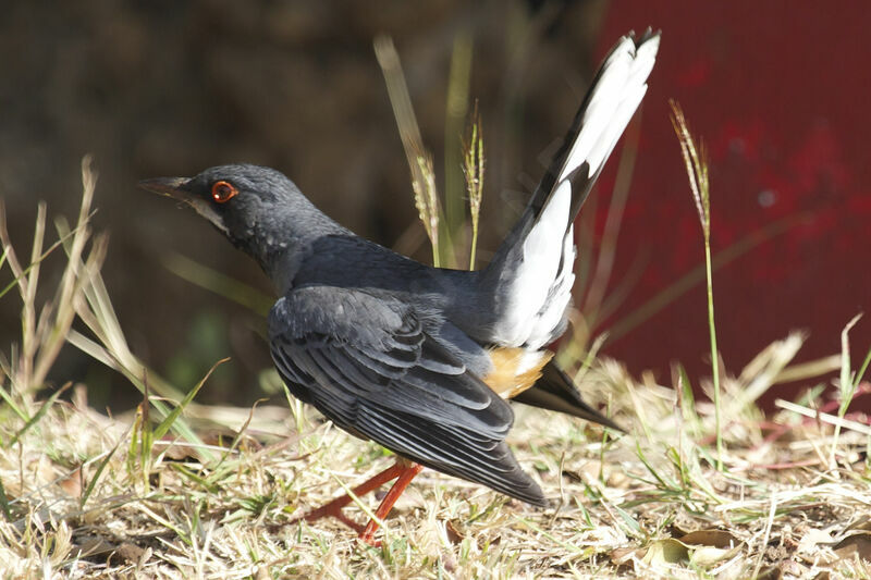 Red-legged Thrush