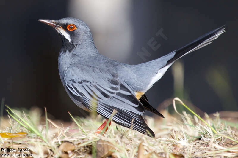 Red-legged Thrush