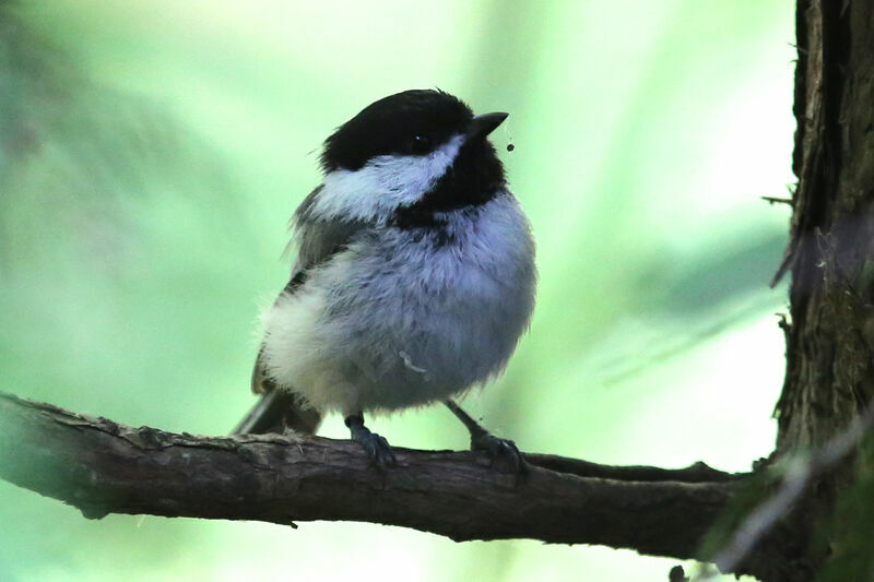 Mésange à tête noire