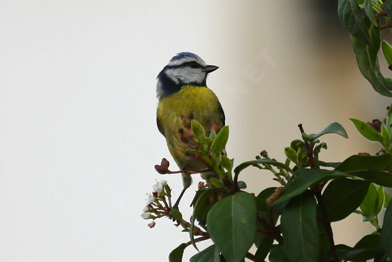 Mésange bleue