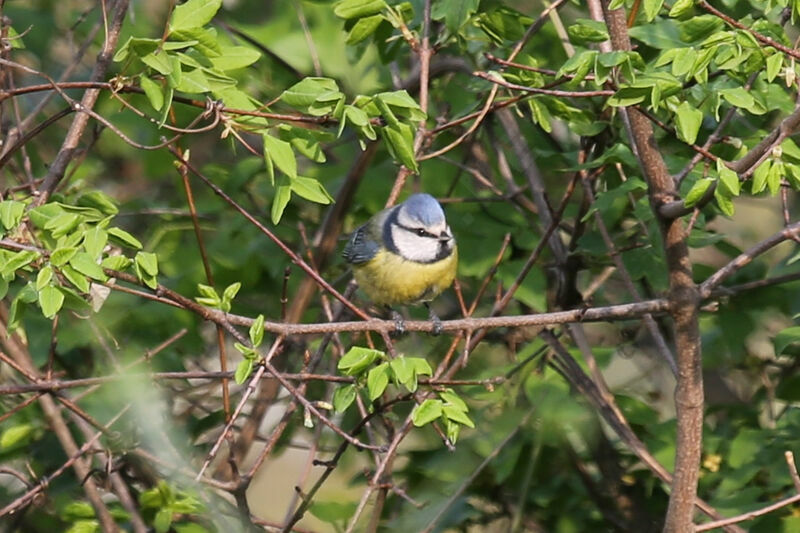 Mésange bleue