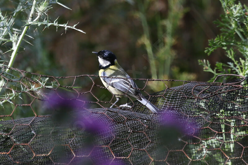 Great Tit