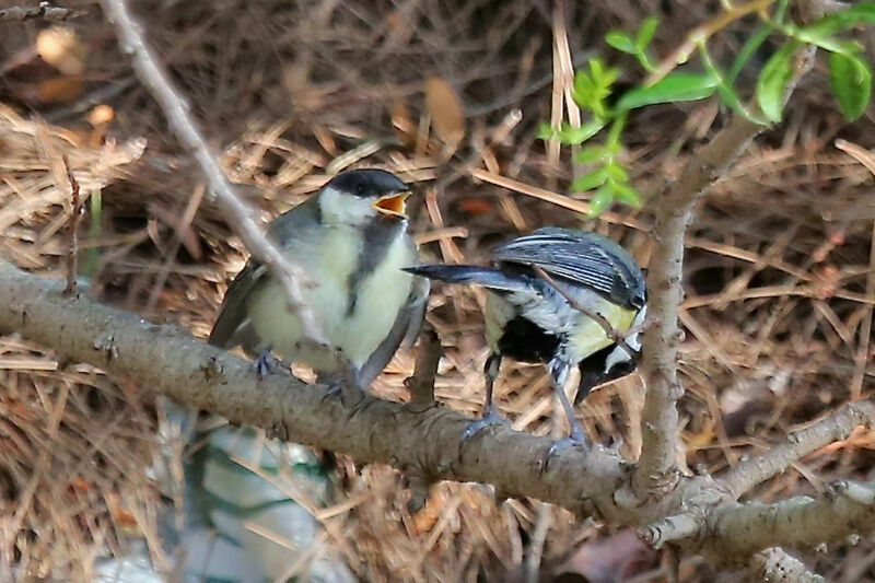 Great Tit