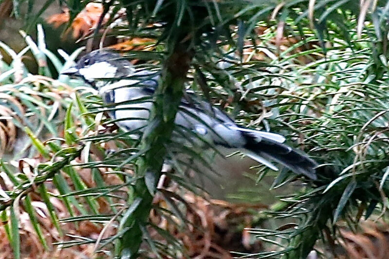 Japanese Tit