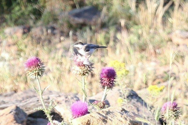 Mésange lugubre