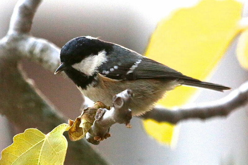 Mésange noire