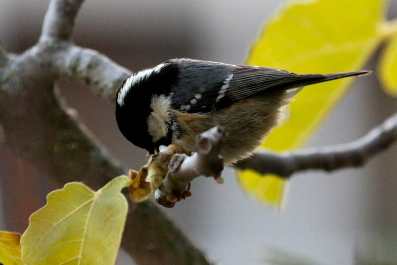 Coal Tit