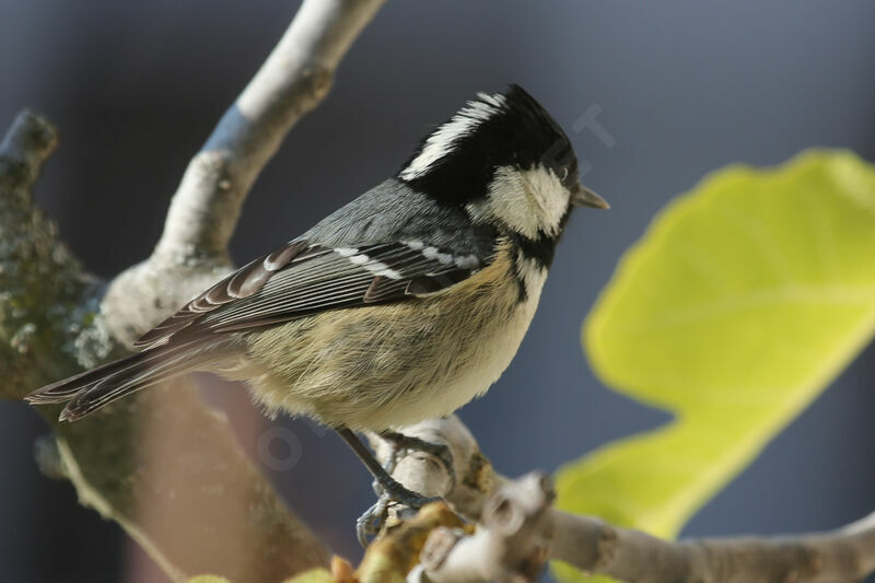 Coal Tit