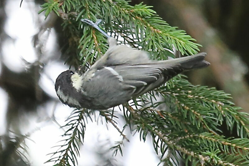 Mésange noire