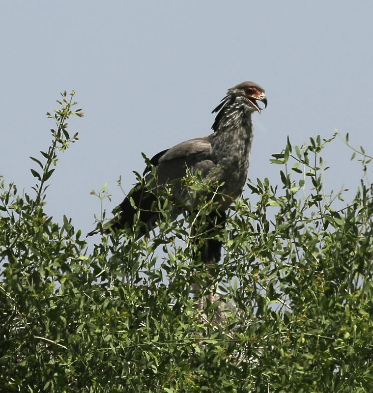 Secretarybird