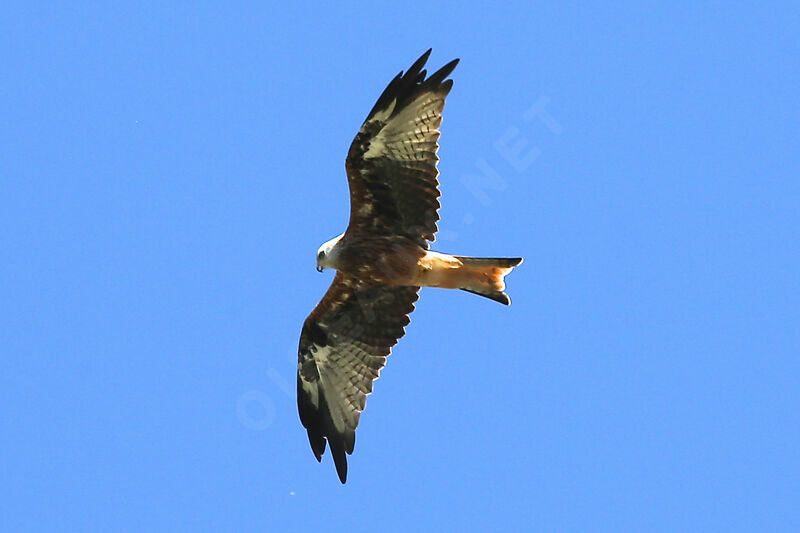 Red Kite