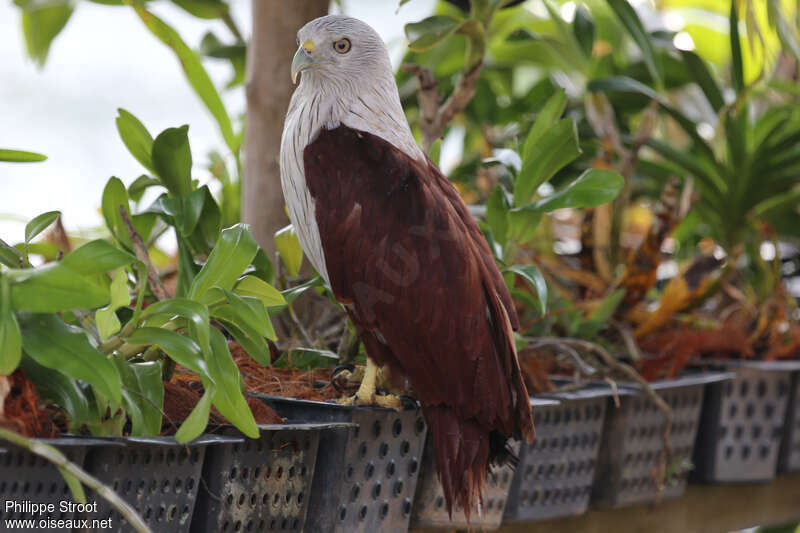 Brahminy Kiteadult, identification