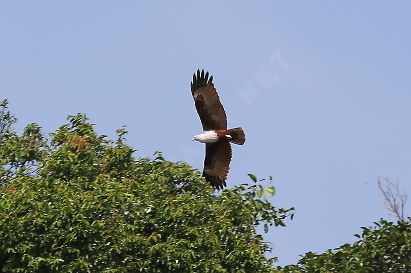 Brahminy Kite