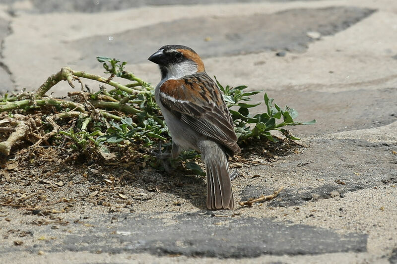 Moineau à dos roux