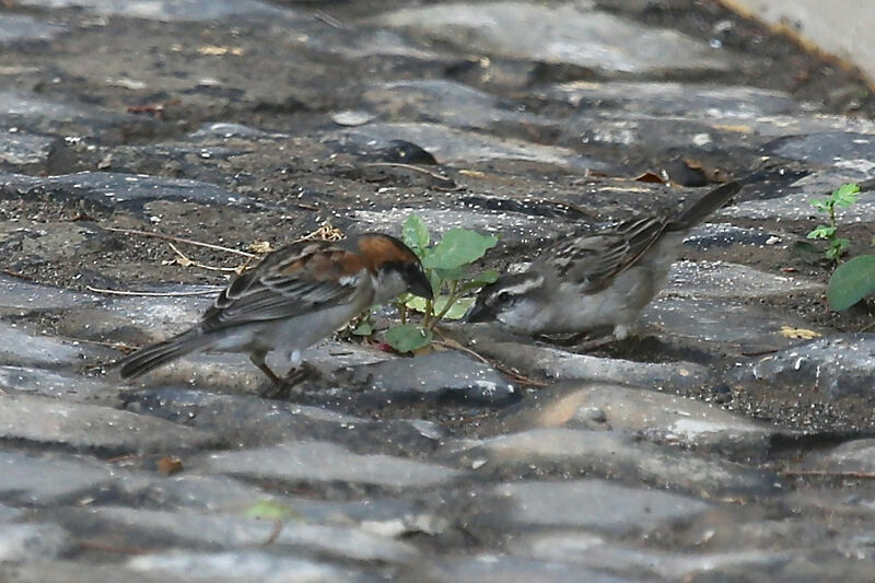 Moineau à dos roux