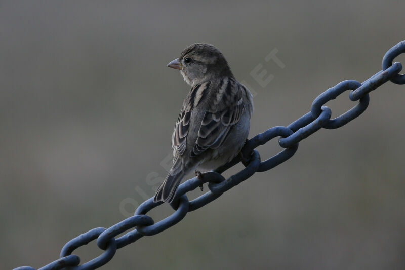 House Sparrow