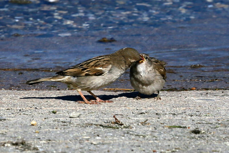 House Sparrow