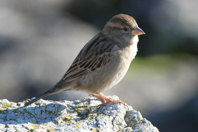 Moineau domestique