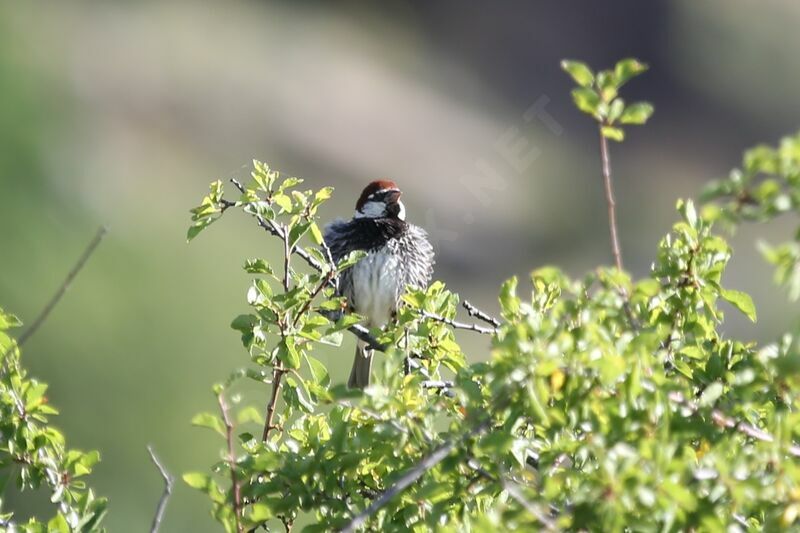 Spanish Sparrow