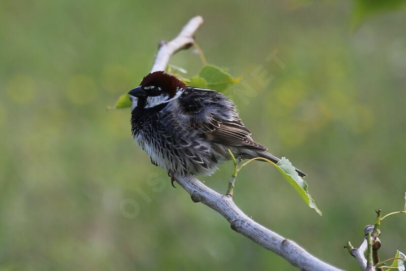 Moineau espagnol