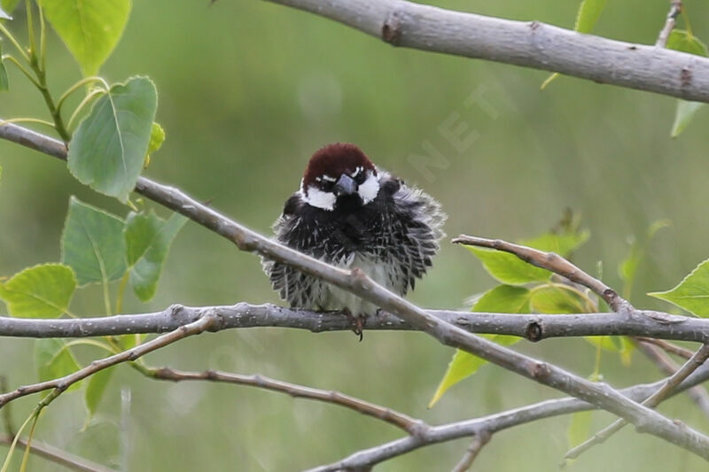 Moineau espagnol