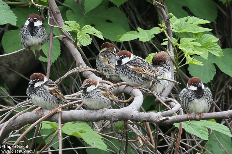 Spanish Sparrow male adult breeding, Behaviour