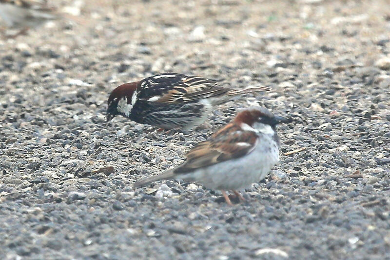 Spanish Sparrow