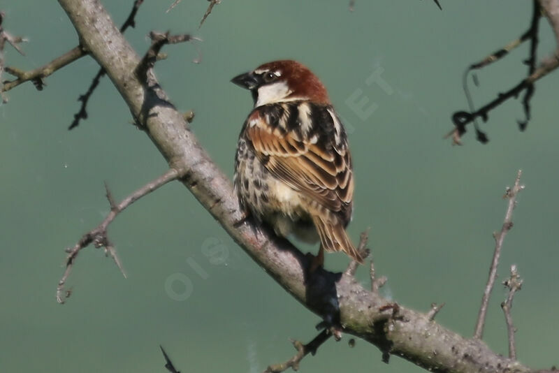 Spanish Sparrow