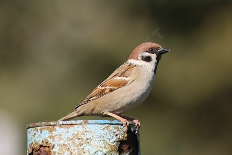 Eurasian Tree Sparrow