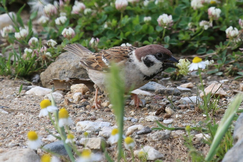 Moineau friquet