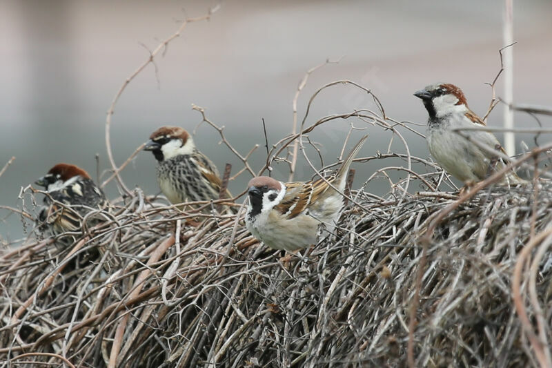 Eurasian Tree Sparrow