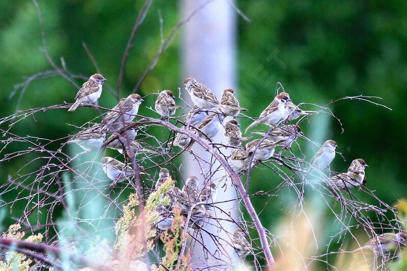 Eurasian Tree Sparrow