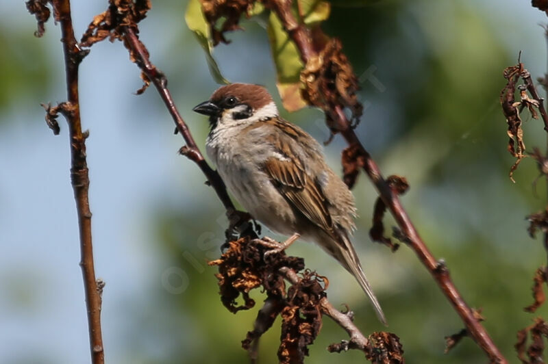 Moineau friquet