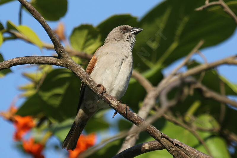 Moineau gris