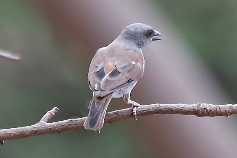 Northern Grey-headed Sparrow