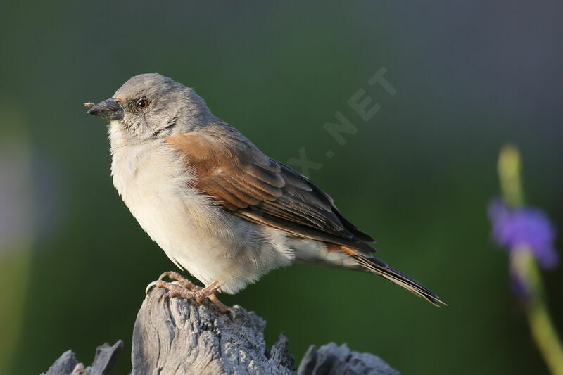 Northern Grey-headed Sparrow