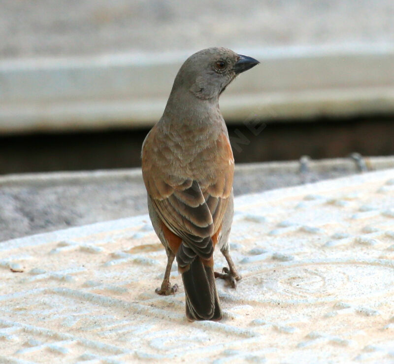 Moineau perroquet