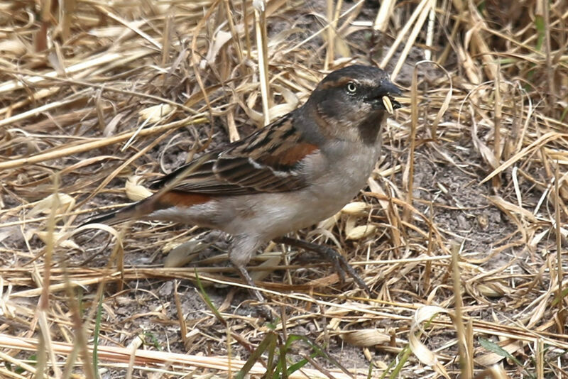 Moineau roux