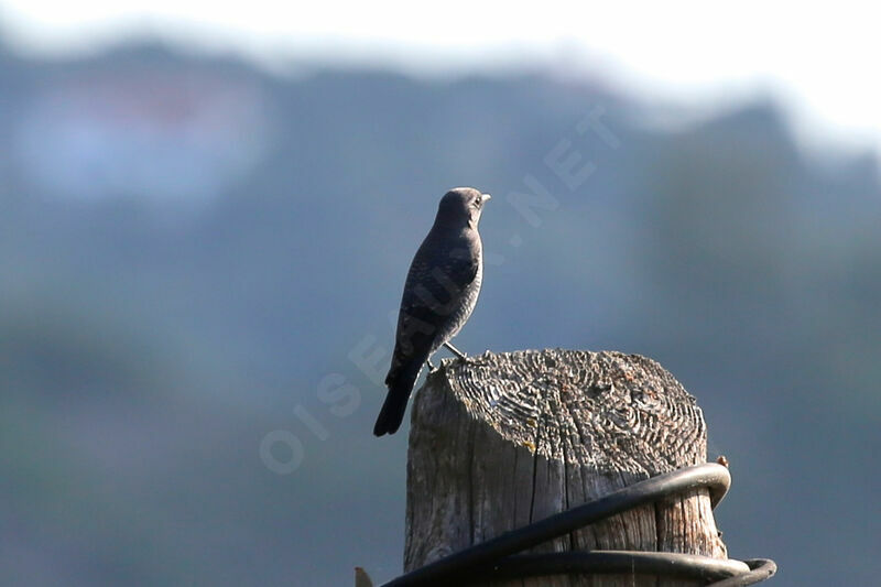 Blue Rock Thrush