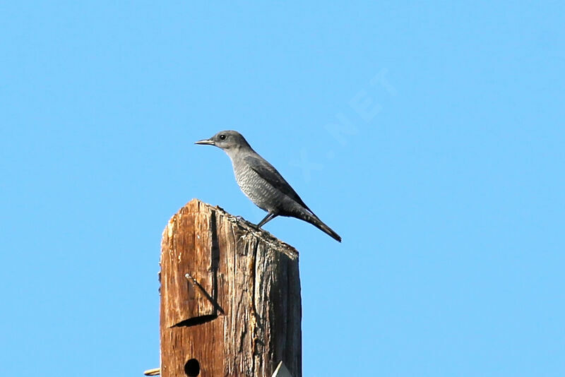 Blue Rock Thrush