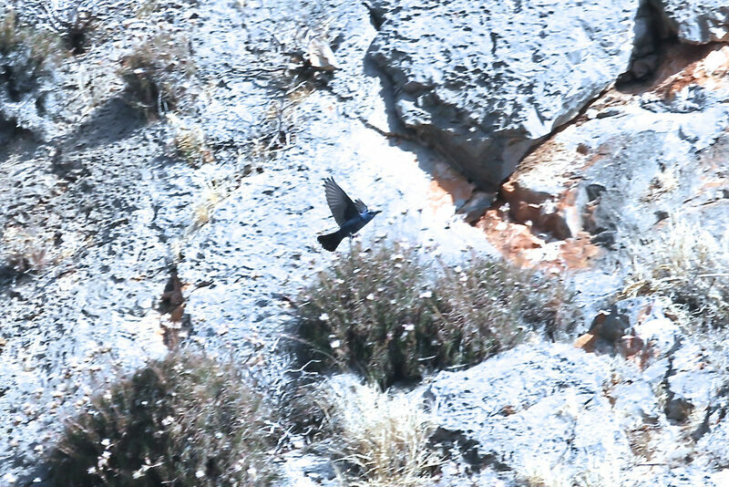 Blue Rock Thrush