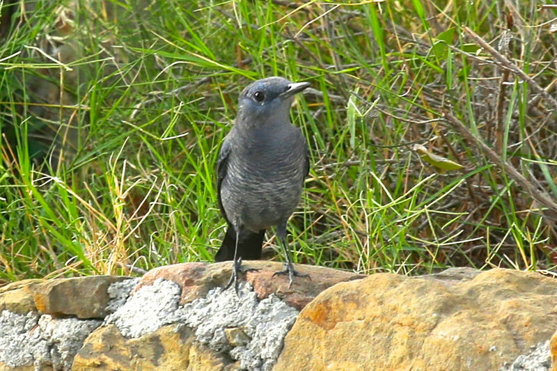 Blue Rock Thrush