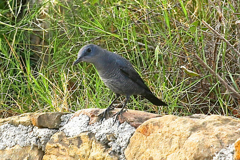 Blue Rock Thrush