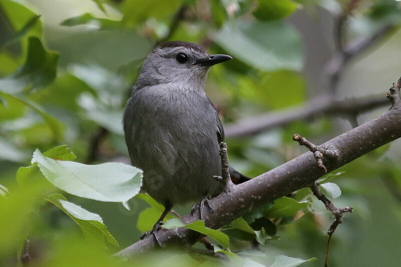 Grey Catbird