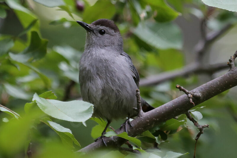 Grey Catbird