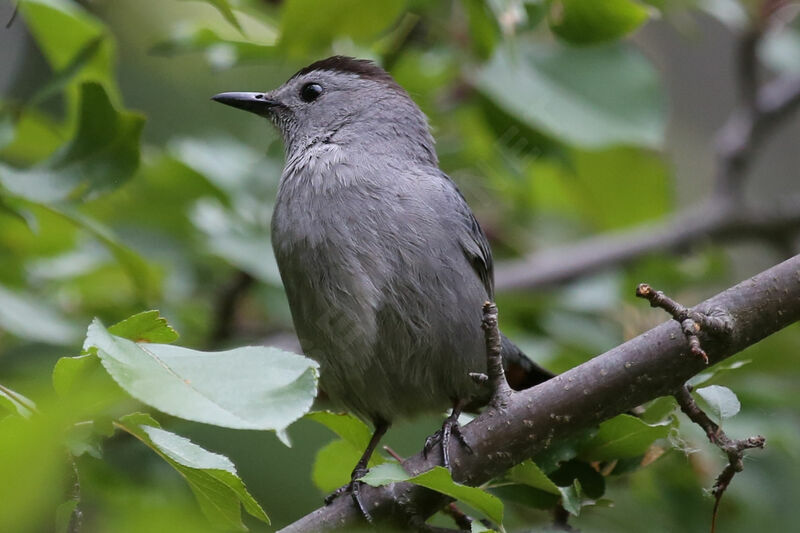 Grey Catbird