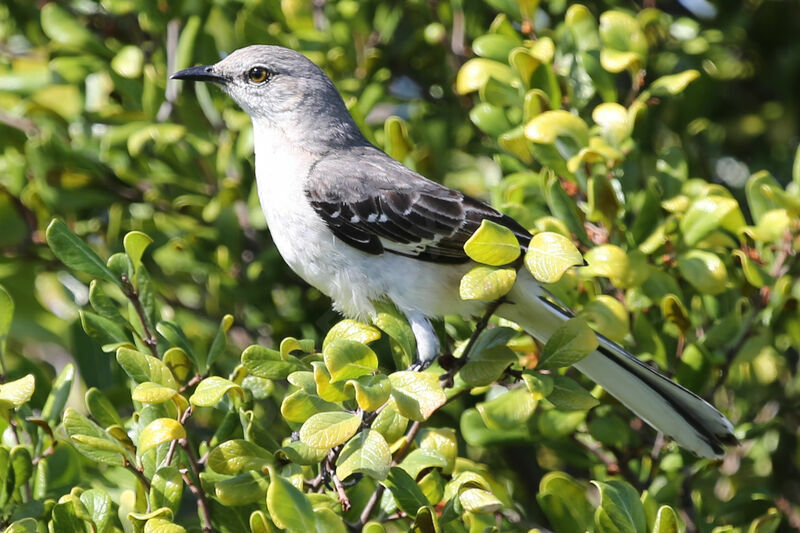 Northern Mockingbird