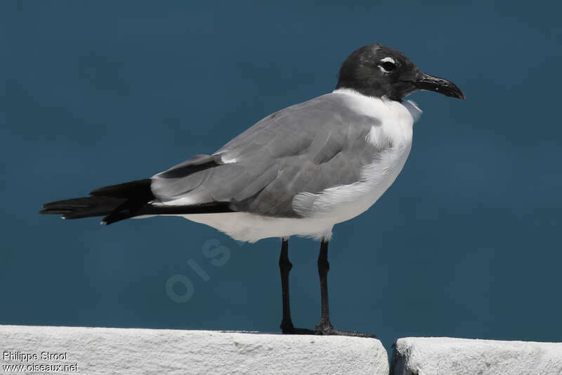 Mouette atricilleadulte nuptial, identification